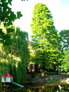 Cypryśnik błotny - pomnik przyrody w parku Kazimierza Wielkiego w Bydgoszczy
