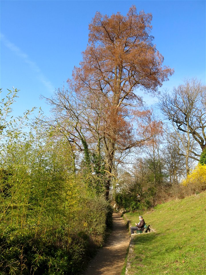 Bald cypress of the inferior lake of the bois de Boulogne (Paris, France).