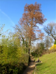 Bald cypress of the inferior lake of the bois de Boulogne (Paris, France).