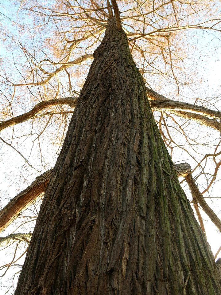 Bald cypress of the inferior lake of the bois de Boulogne (Paris, France).
