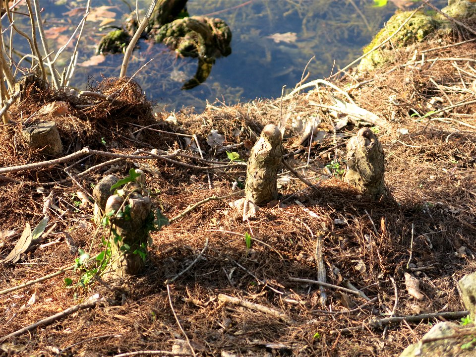 Bald cypress of the inferior lake of the bois de Boulogne (Paris, France).