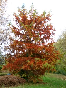 Bald cypress in the quarter of Fishermen in Vaires-sur-Marne (Seine-et-Marne, France).