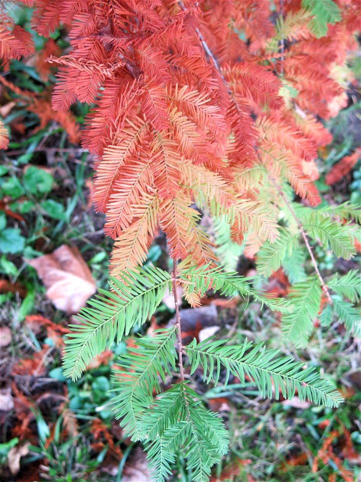 Green and brown leaves of bald cypress leaves in the quarter of Fishermen in Vaires-sur-Marne (Seine-et-Marne, France).
