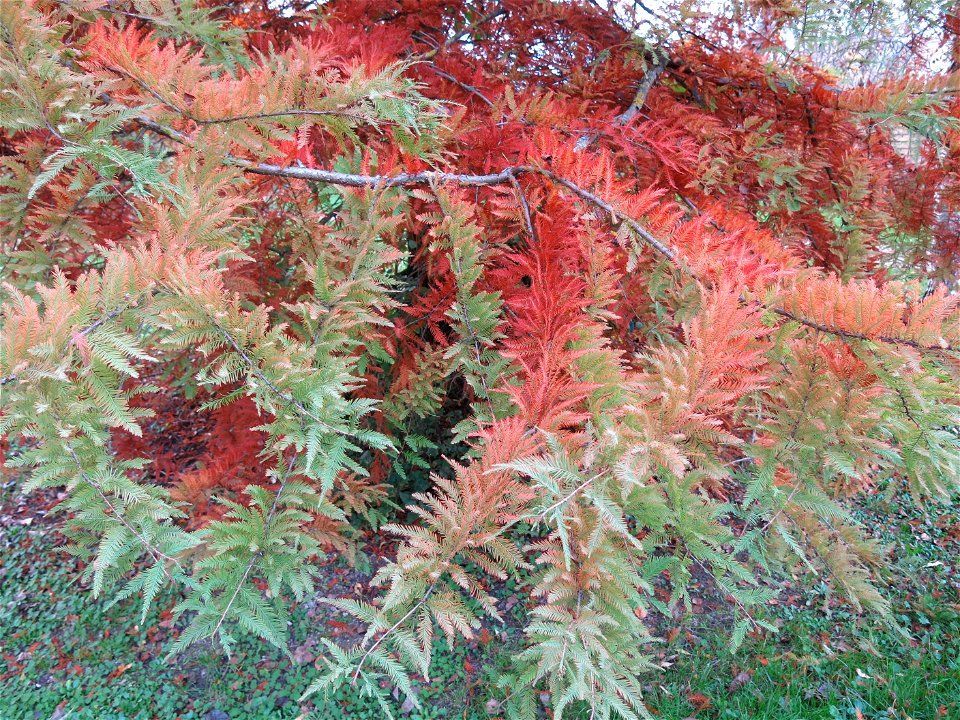 Green and brown leaves of bald cypress leaves in the quarter of Fishermen in Vaires-sur-Marne (Seine-et-Marne, France).