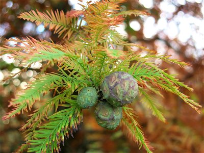 Green and brown leaves of bald cypress leaves in the quarter of Fishermen in Vaires-sur-Marne (Seine-et-Marne, France).