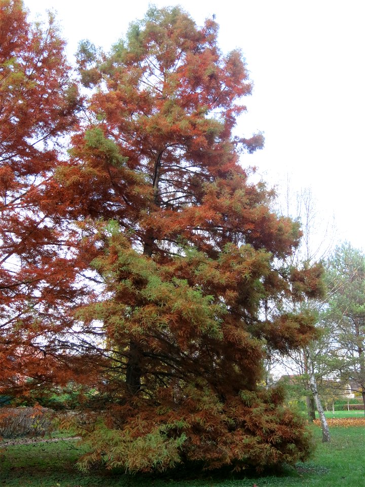 Bald cypress in the quarter of Fishermen in Vaires-sur-Marne (Seine-et-Marne, France).