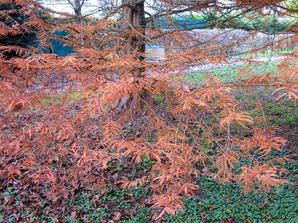 Brown leaves of bald cypress leaves in the quarter of Fishermen in Vaires-sur-Marne (Seine-et-Marne, France).