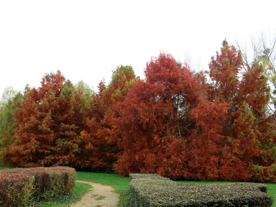 Bald cypress in the quarter of Fishermen in Vaires-sur-Marne (Seine-et-Marne, France).