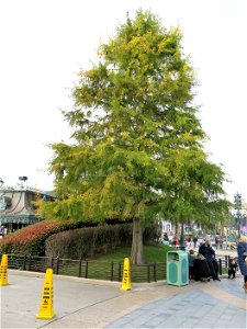 Bald cypress in Disneyland Paris.
Français :  Cyprès chauve à Disneyland Paris.