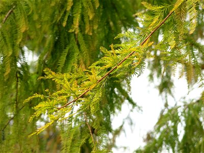 Bald cypress in Disneyland Paris.
Français :  Cyprès chauve à Disneyland Paris.
