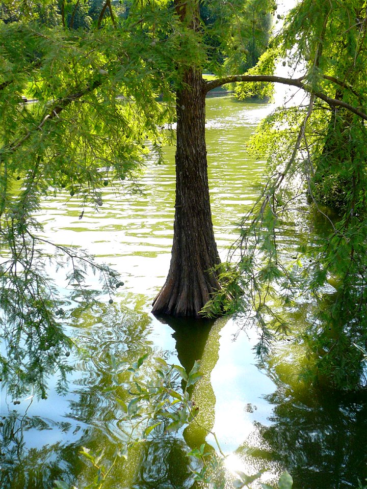 Madrid - Parque del Retiro, Estanque del Palacio de Cristal