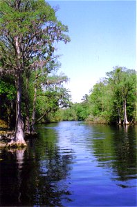 Cypress trees line the Lumber River in Lumber River State Park in Robeson County, North Carolina