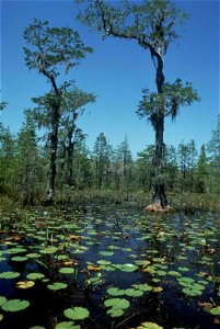 Image title: Old trees in the swamp overgrown with vegetation
Image from Public domain images website, http://www.public-domain-image.com/full-image/nature-landscapes-public-domain-images-pictures/wet