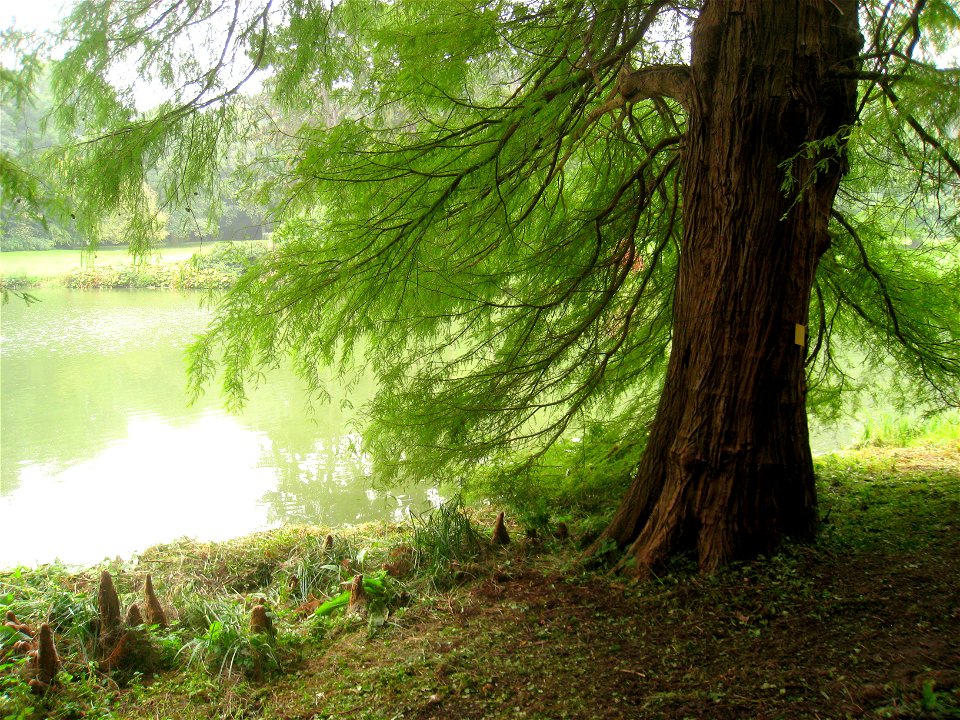 National Botanic Garden of Belgium, Meise (just north of Brussels), Belgium.