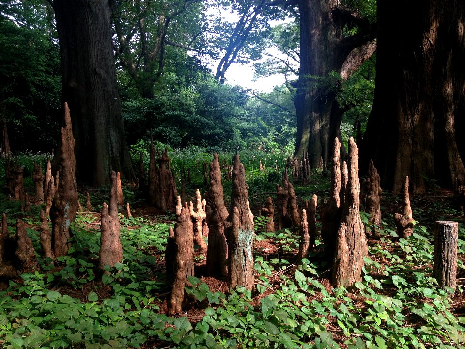 Tree offshoots in Shinjuku Gyo-en, apparently Taxodium distichum