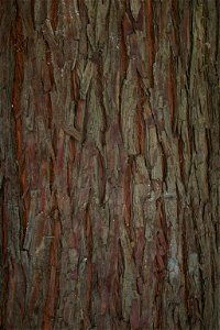 Bark of Taxodium distichum - cultivated tree from garden in Johannesburg, South Africa photo