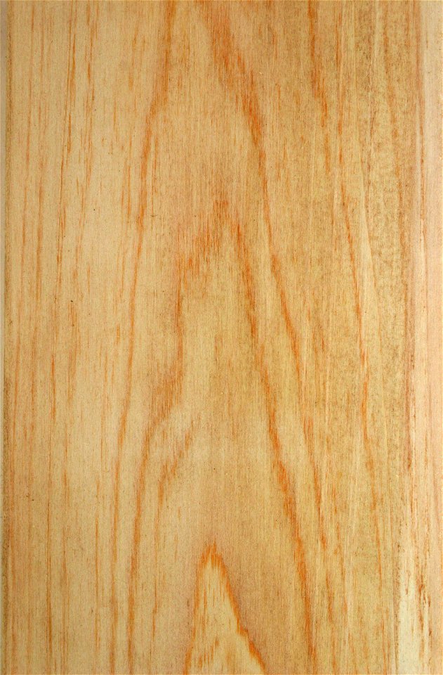 Taxodium distichum timber from tree cultivated in Johannesburg, South Africa