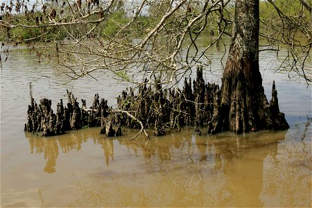 Image title: Taxodium distichum bald cypress trunk and knees
Image from Public domain images website, http://www.public-domain-image.com/full-image/flora-plants-public-domain-images-pictures/trees-pub
