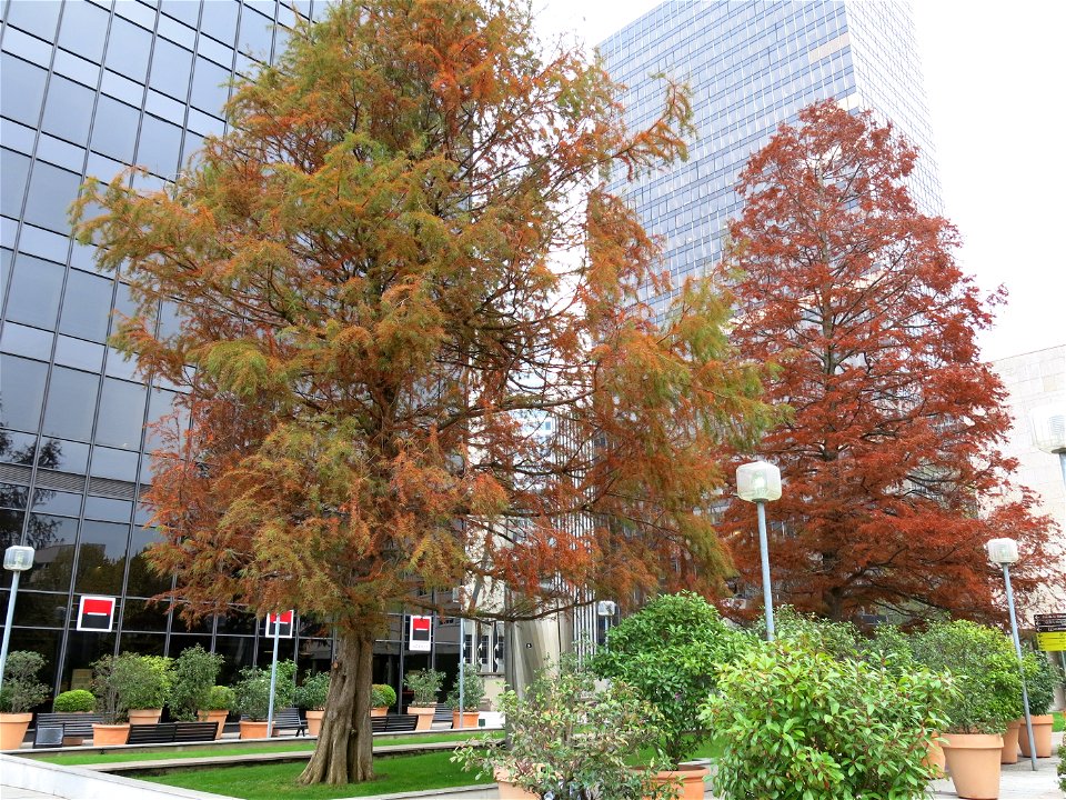 Taxodium distichum (bald cypress) in la Défense, France
