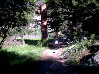 Sun breaking through trees and onto trail