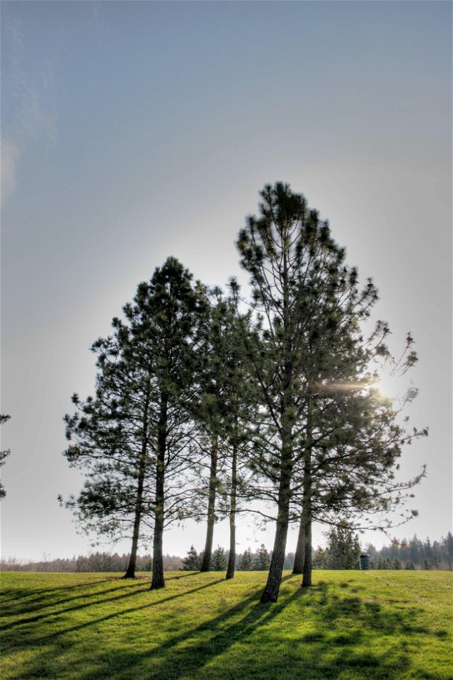A stand of Pinus ponderosa trees in Hawrelak Park, Edmonton, Alberta, Canada.