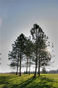 A stand of Pinus ponderosa trees in Hawrelak Park, Edmonton, Alberta, Canada. photo