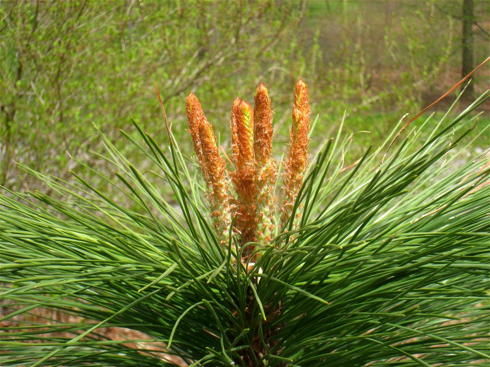 Pinus ponderosa, Arnold Arboretum, Jamaica Plain, Boston, Massachusetts, USA.