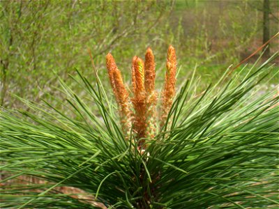 Pinus ponderosa, Arnold Arboretum, Jamaica Plain, Boston, Massachusetts, USA.