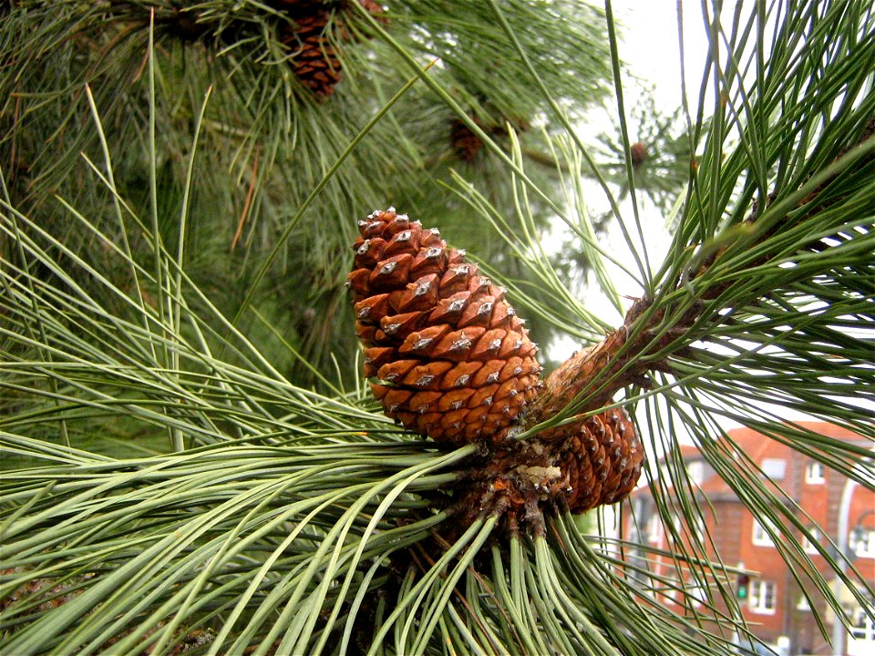 Pinus ponderosa Zapfen einer Gelbkiefer in einem Garten in Deutschland.