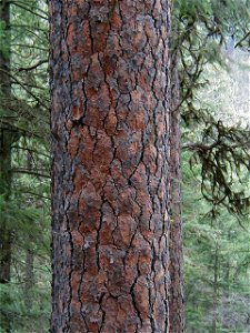 Bark of a Ponderosa Pine, Idaho, United States