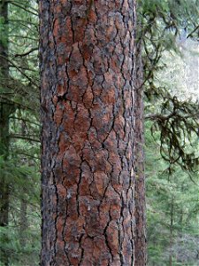 Bark of a Ponderosa Pine, Idaho, United States photo