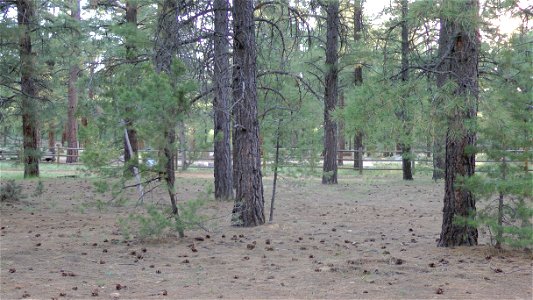 Ponderosa pine forest at Shrine of the Ages, Grand Canyon, Arizona, US. Sunset. Looking toward Pioneer Cemetery.