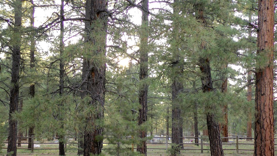 Ponderosa pine forest at Shrine of the Ages, Grand Canyon, Arizona, US. Sunset. Looking toward Pioneer Cemetery.