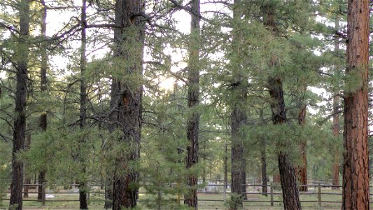 Ponderosa pine forest at Shrine of the Ages, Grand Canyon, Arizona, US. Sunset. Looking toward Pioneer Cemetery.