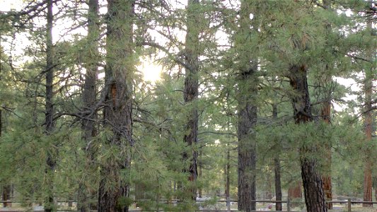 Ponderosa pine forest at Shrine of the Ages, Grand Canyon, Arizona, US. Sunset. Looking toward Pioneer Cemetery.