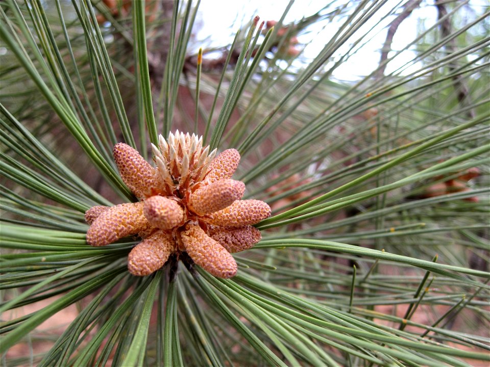 The fruit of the Ponderosa Pine are its cones, which here at their start look hardly like their dried hard and pointy future. For now, they are soft, fleshy, and act like flowers. In their process the