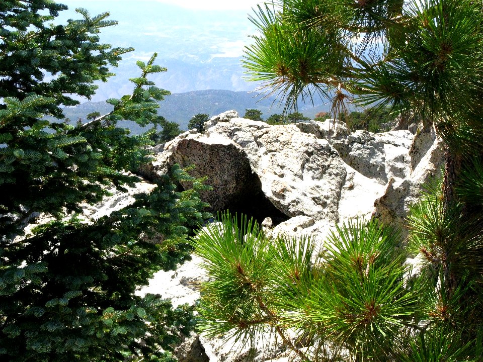 Toro Peak, Santa Rosa Mountains, California, with Abies concolor subsp. lowiana (left) and Pinus ponderosa subsp. benthamiana (right)