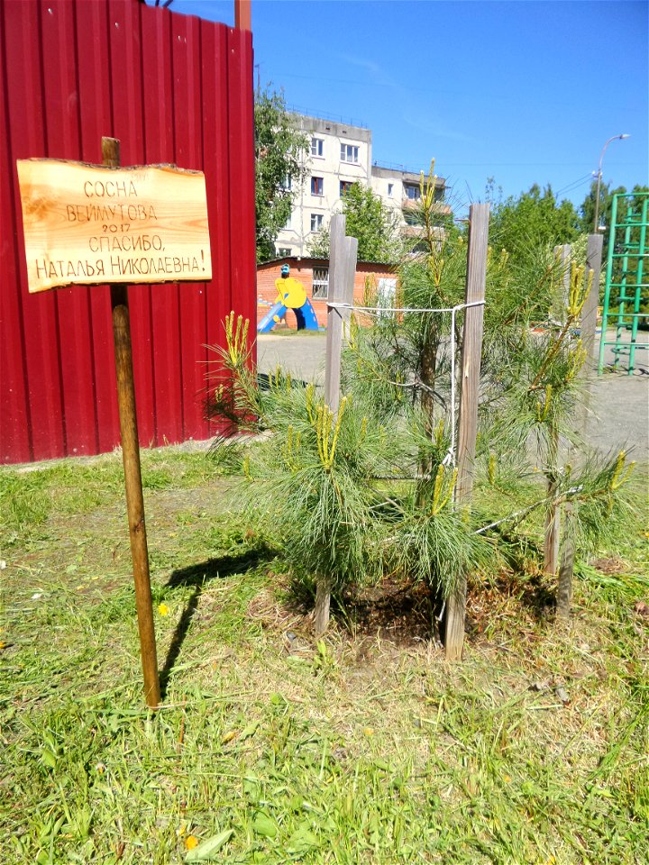 Pinus strobus and the plate (Thank you, Natalia Nikolaevna), the tree was planted in 2017. Petrozavodsk, 2021.