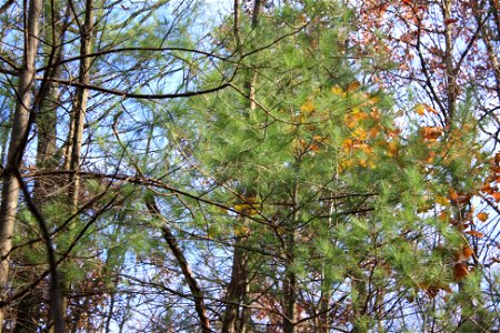 Pinus strobus, Pennsylvania.