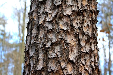 Pine bark. photo