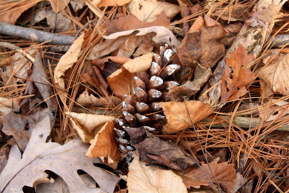 Cone.