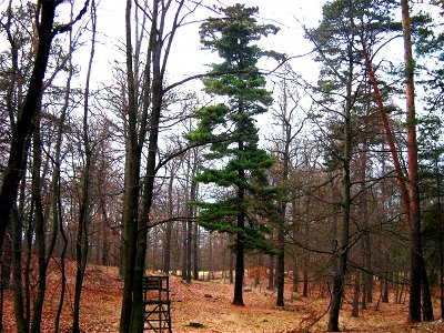 Deutsch:  Weymouthskiefer - solitärer Baum in den Krausnicker Bergen (Landkreis Dahme-Spreewald, Brandenburg)