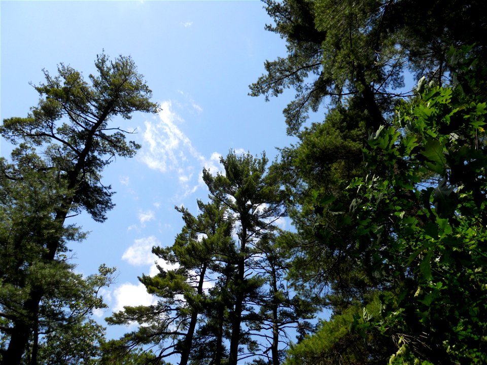 Pinus strobus, Maudslay State Park, Newburyport, Massachusetts. Estimated height 100-150 feet. Estimated age, over 100 years. The pines grow on the right bank of the Merrimack River.