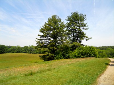 Pinus strobus, Maudslay State Park, Newburyport, Massachusetts. Estimated height, about 100 feet. Estimated age, over 100 years.