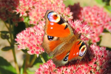 Insect butterfly peacock butterfly