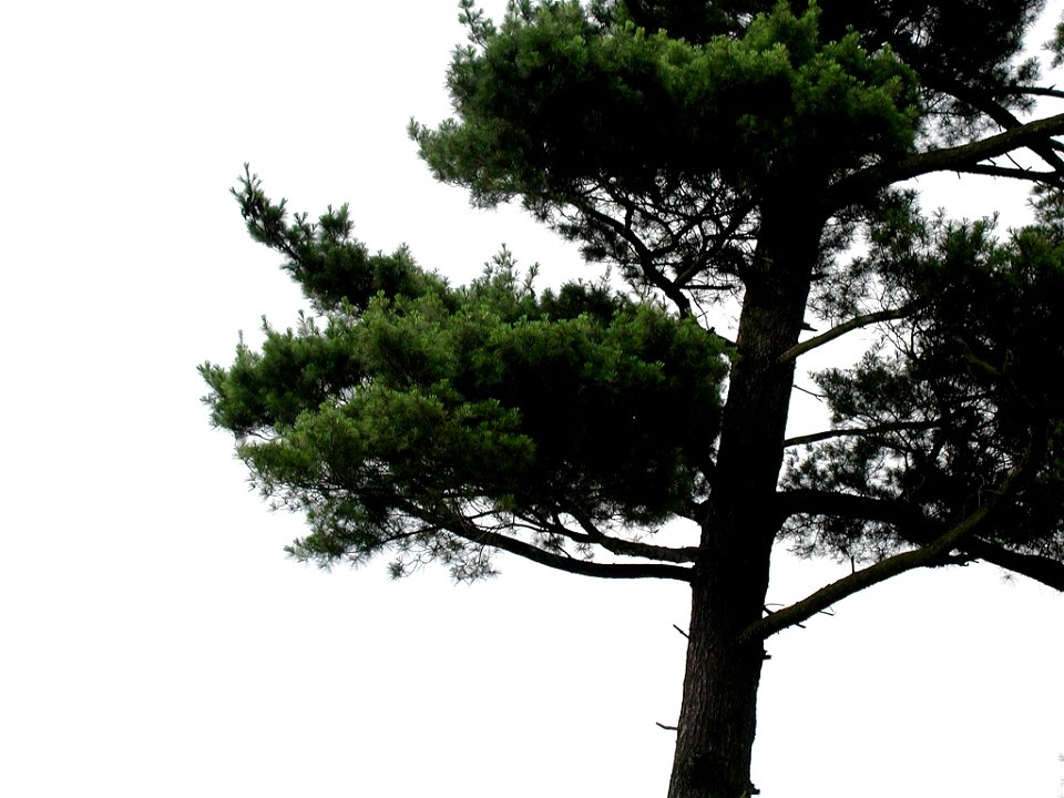 Eastern White Pine Pinus strobus