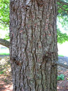 A picture of the bark of Pinus strobus. The tree was found at the Lewis W. Barton Arboretum and Nature Preserve at Medford Leas. photo