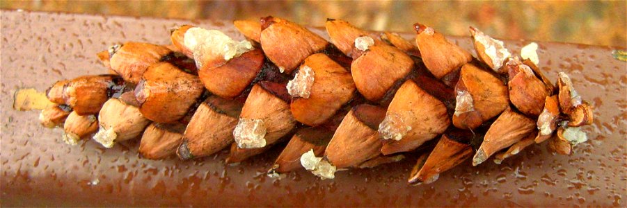 Probably cone of a hybrid between Macedonian Pine Pinus peuce and Eastern White Pine Pinus strobus.