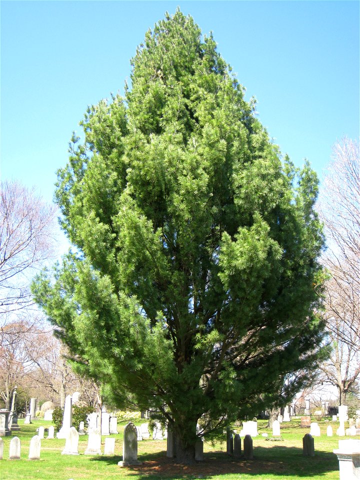 Pinus strobus 'Fastigiata', Mount Auburn Cemetery, Cambridge, Massachusetts, USA.