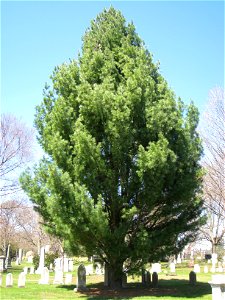 Pinus strobus 'Fastigiata', Mount Auburn Cemetery, Cambridge, Massachusetts, USA.